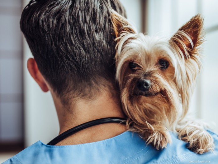 Hur fungerar husdjursförsäkring?