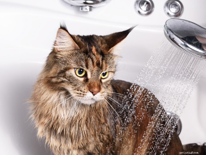 Een kat wassen zonder stress