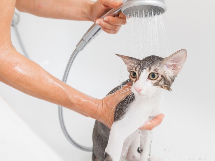 ストレスなく猫をお風呂に入れる方法