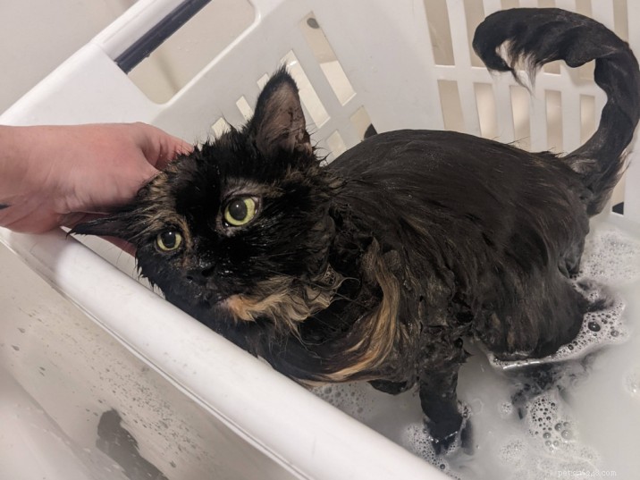 Een kat wassen zonder stress