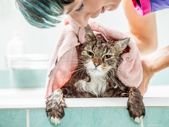 Как купать кошку без стресса