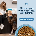 Boston Terriers-gids voor allergieën en huidallergie