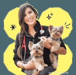Claritin pour chiens :utilisations, posologie et effets secondaires