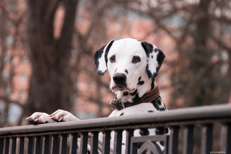 Histoire et faits de la race de chien dalmatien à poil long