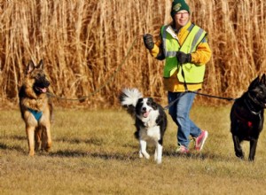 Основы безопасности для выгуливающих собак 