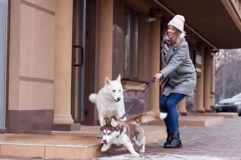 Hoe te voorkomen dat een hond trekt? 