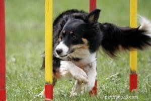 犬の敏捷性トレーニングの開始方法
