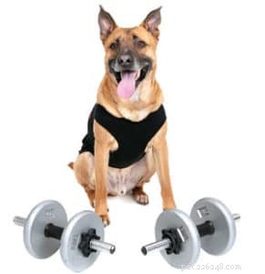 Bezpečnostní tipy pro cvičení se psem