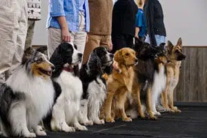 Encontrando o curso certo de obediência para cães