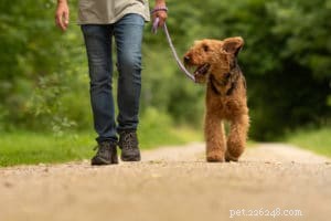 犬の散歩をマスターするための 6 つのヒント