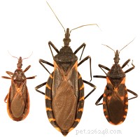 Ziekte van Chagas