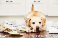 Xylitol-toxiciteit - een grote bedreiging voor uw hond