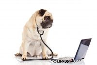 Är ditt husdjurs medicin säker om den köps online?
