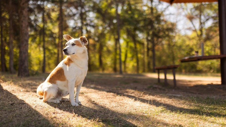 Smart Husky navega de casa até a creche - uma aventura emocionante e autodirigida 