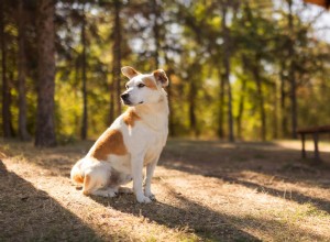 Smart Husky Navigates Home to Daycare—A Heartwarming Self‑Directed Adventure