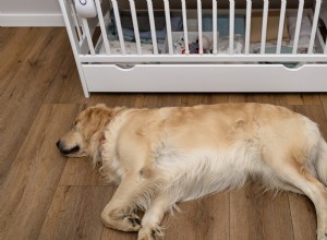 Watch a Golden Retriever Go Full Protector for His Little Sister – Heart‑Melting Cuteness!