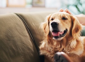 Golden Retriever Brings Joy to Train Passengers, Winning Hearts with Friendly Personality