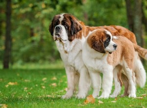 Saint Bernard Otis Welcomes New Puppy Sister, and the Heartwarming Bond Will Captivate You
