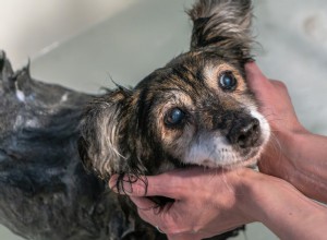 Senior Dachshund Daisy s Joyful Post-Bath Hops Will Melt Your Heart