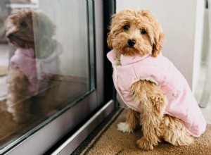 Tiny Maltese Mix Delivers Heartwarming Welcome to Grandpa the Moment He Walks In