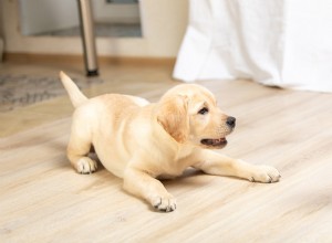 Labrador Wins Gold with Unbelievable Puppy Pounce – Watch the Adorable Moment