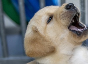 Blue the Golden Retriever Puppy’s First Bark and Tail-Wagging Charm Capture Hearts