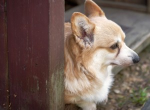 Senior Corgi & Golden Retriever Puppy Share a Playful, Awkward Bond