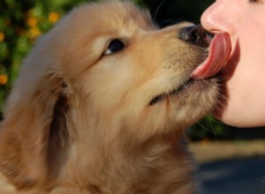 Golden Retriever Puppy Becomes a Kissing Machine with Grandma: A Heartwarming Tale