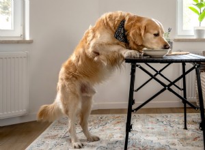 16 Dogs Caught Stealing: How to Spot and Stop Them