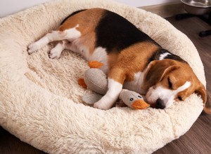 Senior Beagle s Heartwarming Bedtime Ritual: Carrying Treasured Toys to Sleep