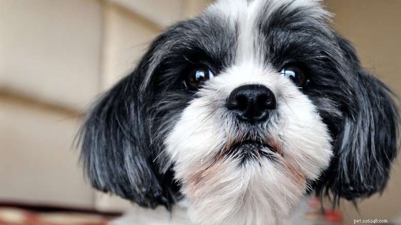 Quando um cachorrinho Shih Tzu interrompe o escritório doméstico da mãe:uma história de trabalho em casa repleta de fofura 
