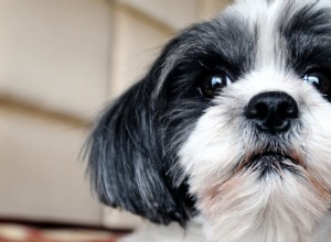When a Shih Tzu Puppy Interrupts Mom’s Home Office: A Cuteness‑Infused Work‑From‑Home Tale