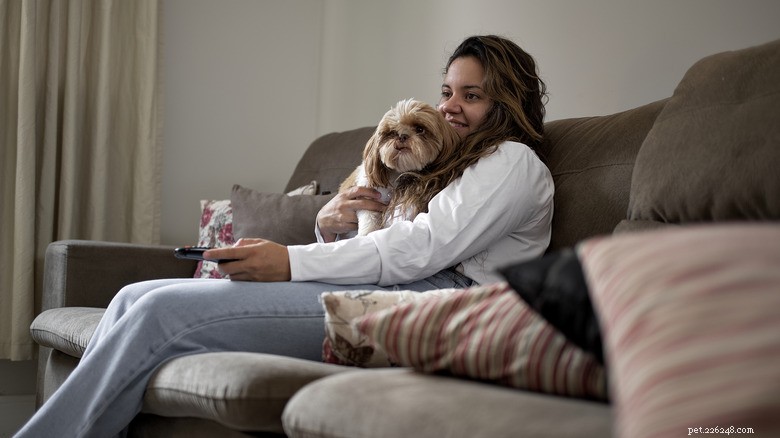 Quando um cachorrinho Shih Tzu interrompe o escritório doméstico da mãe:uma história de trabalho em casa repleta de fofura 