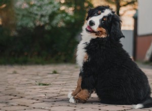 Bernese Mountain Dogs Love Fresh Blowouts: A Candid Look at Their Spa Experience