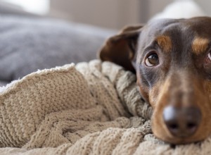 Heartwarming Story: Rare One‑Puppy Dachshund Stays with Mom, Showcasing Endearing Bond
