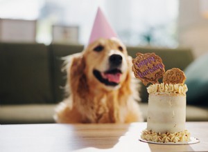 Watch a Golden Retriever Transform from Puppy to Adult in Just One Year