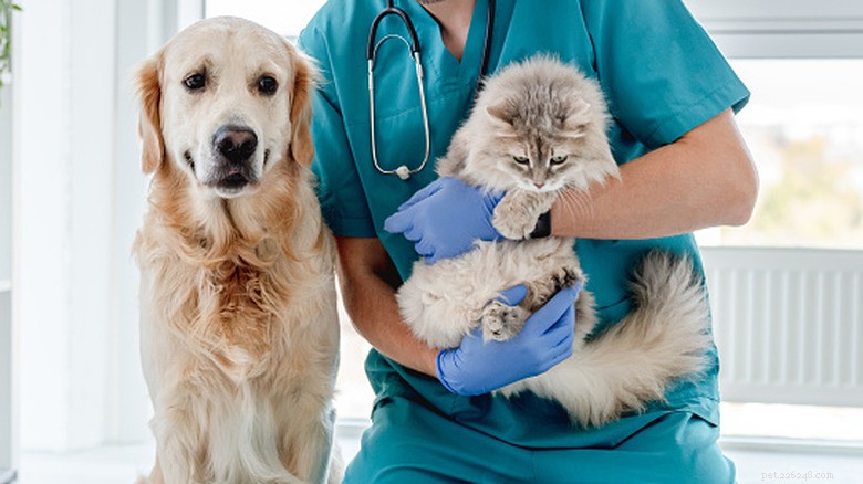 Spayed taxvalp ser världen annorlunda – en guide till återhämtning efter operation 