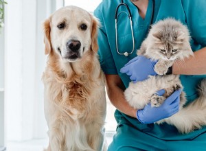 Spayed Dachshund Puppy Sees the World Differently – A Guide to Post‑Surgery Recovery