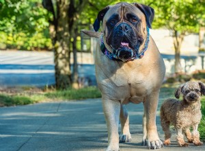 15 Mighty Dogs and Their Tiny Best Friends