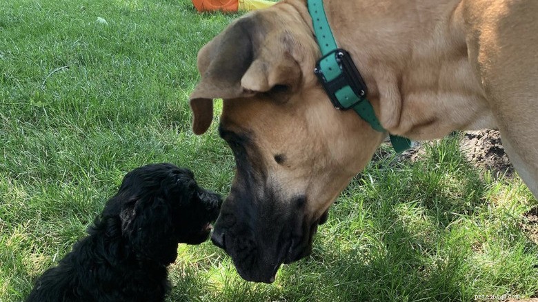 15 cães poderosos e seus pequenos melhores amigos 