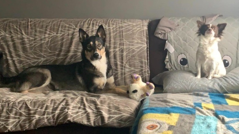 15 cães poderosos e seus pequenos melhores amigos 