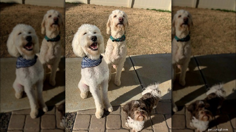 15 cães poderosos e seus pequenos melhores amigos 