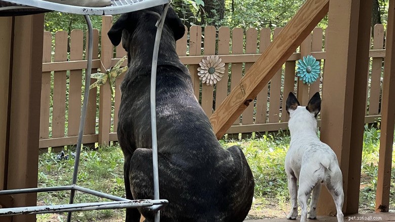 15 cães poderosos e seus pequenos melhores amigos 