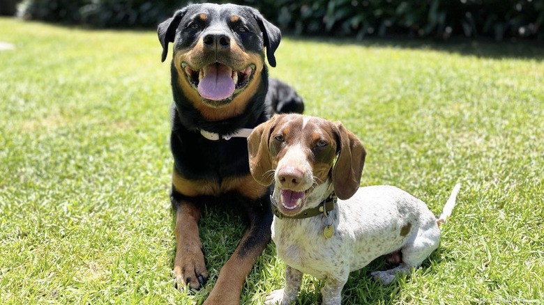 15 cães poderosos e seus pequenos melhores amigos 