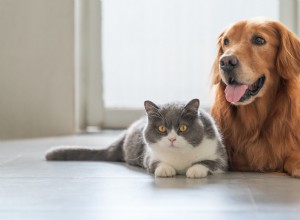 A Stubborn Cat Befriends a Chocolate Labrador, Bridging the Gap Between Cats and Dogs