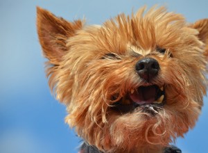 Heartfelt: Yorkie’s Howls After Babysitter Drop-Off Reveal Separation Anxiety