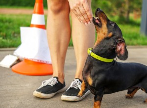 Tiny Dachshund Puppy Masters New Tricks — A Proud Owner s Delight