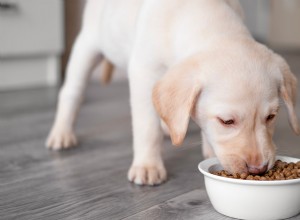 Cute Golden Retriever Puppies Try to Sit for Food—Wiggle for Fun!