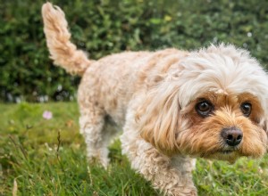 Cavachon s Door Dilemma Goes Viral – A Hilarious TikTok Moment