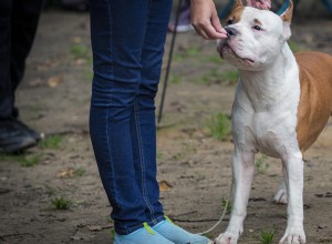 Heroic Dog Leads Firefighters to Trapped Family in Illinois
